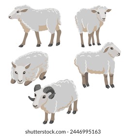 vector drawing grey sheeps, farm animal isolated at white background, hand drawn illustration