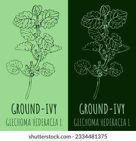 Vector drawing GROUND-IVY. Hand drawn illustration. The Latin name is GLECHOMA HEDERACEA L.
