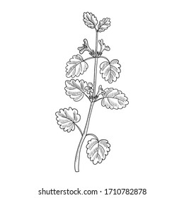 vector drawing ground-ivy plant, Glechoma hederacea , hand drawn illustration