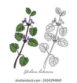 vector drawing ground-ivy plant ,Glechoma hederacea , hand drawn illustration