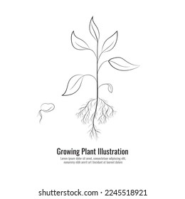 Dibujo vectorial de hierbas cultivadas, Una línea de arte de la planta de cultivo, Una ilustración del diagrama botánico