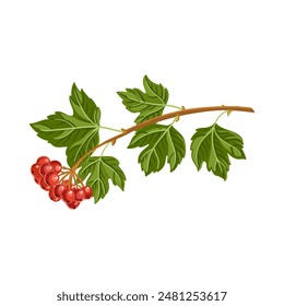 vector drawing guelder rose tree branch with red berries and green leaves isolated at white background, hand drawn illustration