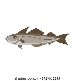 vector drawing haddock, Commercial fish isolated at white background, hand drawn illustration