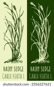 Vector drawing HAIRY SEDGE . Hand drawn illustration. The Latin name is CAREX HIRTA L.
