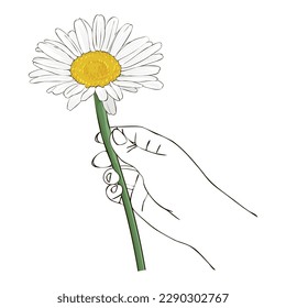 vector drawing hand with daisy flower at white background, hand drawn botanical illustration