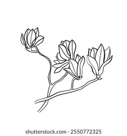 vector drawing of hand drawn magnolia flower. black and white illustration