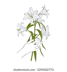 vector drawing hand with flower of white lily, hand drawn illustration, gift card