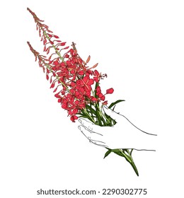 vector drawing hand with willowherb, fireweed, red field flowers at white background, hand drawn illustration