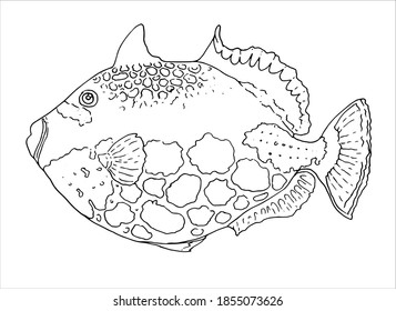 Vektorgrafik eines handgezeichneten schwarzen Umrisses eines Fisches. Illustration eines Clown-Triggerfisch einzeln auf weißem Hintergrund für Hintergrundfarben