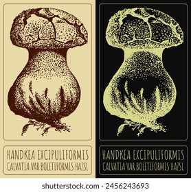 Vector drawing HANDKEA EXCIPULIFORMIS. Hand drawn illustration. The Latin name is CALVATIA VAR BOLETIFORMIS HAZSL.

