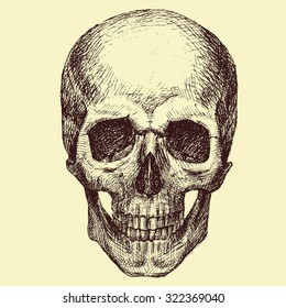 vector drawing handmade human skull, halloween, skeleton, isolated object