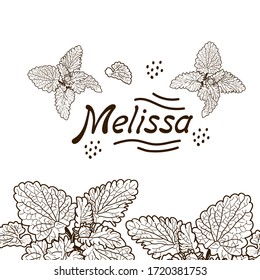 Vector drawing of handmade lemon balm twigs on a white isolated background. Melissa is flat, cartoony. Registration of cards, menus, banners, printing on fabric, covers