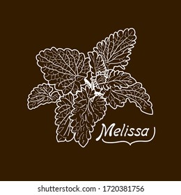 Dibujo vectorial de ramitas de bálsamo de limón hechas a mano sobre un fondo de colores. Melissa es plana, caricatura. Registro de tarjetas, menús, banners, impresión en tela, portadas