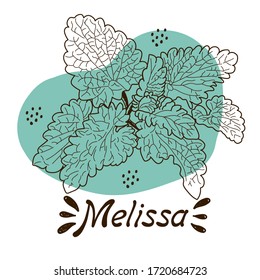 Vector drawing of handmade lemon balm twigs on a white isolated background. Melissa is flat, cartoony. Registration of cards, menus, banners, printing on fabric, covers
