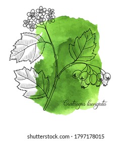 vector drawing hawthorn branch with leaves, flowers and berries, Crataegus laevigata at green watercolor background, hand drawn illustration