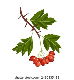 Vector que dibuja la rama del árbol del espino con las bayas rojas y las hojas verdes aisladas en el fondo blanco, ilustración dibujada a mano