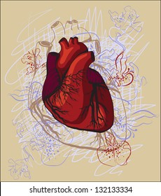 vector drawing of the heart, anatomical