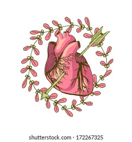 Vector drawing of the heart, anatomical with decorative elements