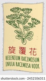 Vector drawing HELENIUM RACEMOSUM in Chinese. Hand drawn illustration. The Latin name is INULA RACEMOSA HOOK.
