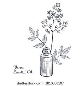 aceite esencial de henna de dibujo vectorial, Lawsonia inermis , ilustración dibujada a mano