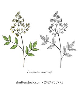 vector drawing henna, Lawsonia inermis , hand drawn illustration