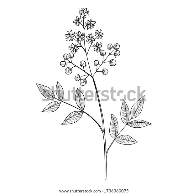 Vector Drawing Henna Lawsonia Inermis Hand Stock Vector (Royalty Free ...