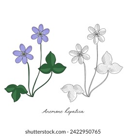 vector drawing hepatica, Anemone hepatica at white background, hand drawn illustration