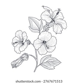 vector drawing hibiscus flower, bud and leaves isolated at white background, hand drawn illustration, floral element