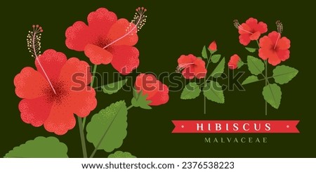 Vector drawing of Hibiscus. Isolated flower and leaves. Detailed botanical sketch of tea, organic cosmetics, medicine, aromatherapy