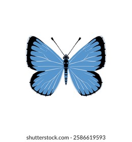 vector drawing holly blue butterfly , Celastrina argiolus, insect isolated at white background, natural element, hand drawn illustration