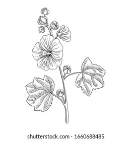 vector drawing hollyhock plant, Alcea rosea, hand drawn illustration