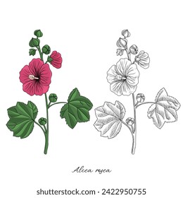 vector drawing hollyhock plant, Alcea rosea at white background, hand drawn illustration