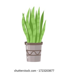 Vector drawing of a home flower in a pot on a white background. Vector isolated flat illustration.