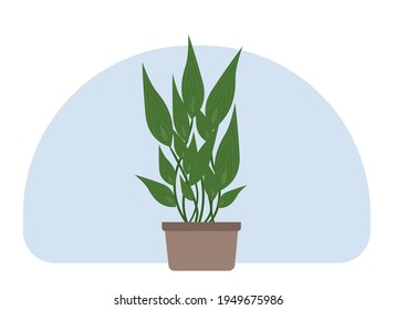 Vector drawing of a home potted plant. Tall plant with trunks and large green leaves.