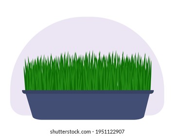 Vector drawing of a home potted plant. Tall plant with trunks and large green leaves.