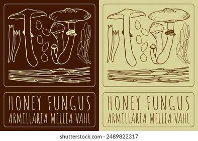 Vector drawing HONEY FUNGUS. Hand drawn illustration. The Latin name is ARMILLARIA MELLEA VAHL.
