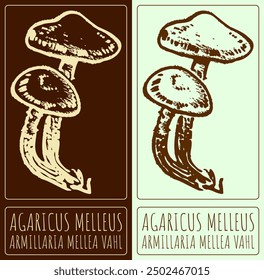 Vector drawing HONEY FUNGUS. Hand drawn illustration. Latin name is GYROPORUS ARMILLARIA MELLEA VAHL.
