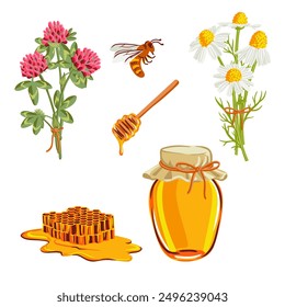 vector drawing honey glass jar, chamomile and clover flowers, honeybee and honeycomb isolated at white background, hand drawn illustration