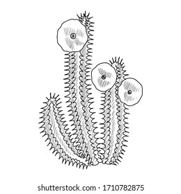 vector drawing hoodia, Hoodia gordonii,Bushman's hat , hand drawn illustration