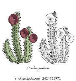 vector drawing hoodia, Hoodia gordonii,Bushman's hat , hand drawn illustration