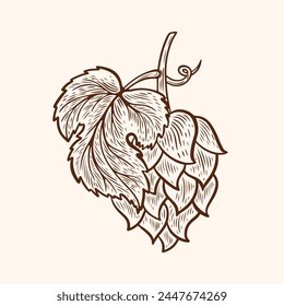Vector drawing of hops in line art style. Drawing of hops in engraving style. Image of a hop with a leaf for food, packaging.