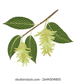 vector drawing hornbeam tree branch with seeds and green leaves isolated at white background, hand drawn illustration