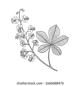 vector drawing horse chestnut plant, Aesculus hippocastanum, hand drawn illustration