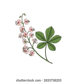 vector drawing horse chestnut plant, Aesculus hippocastanum at white background, hand drawn illustration