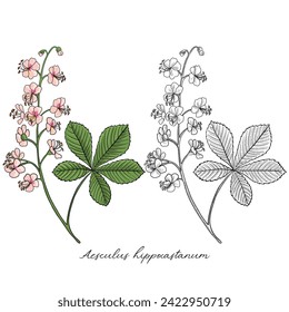 vector drawing horse chestnut plant, Aesculus hippocastanum at white background, hand drawn illustration