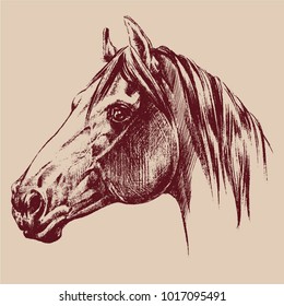 Vector drawing of a horse head in profile