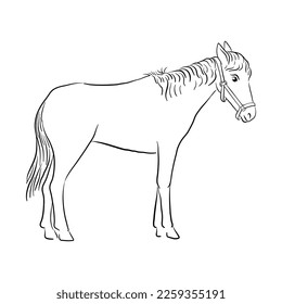 vector drawing horse, sketch of domestic animal, hand drawn illuastration , isolated nature design element