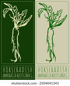 Vector drawing HORSERADISH. Hand drawn illustration. Latin name is ARMORACIA RUSTICANA G.
