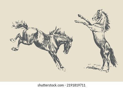 Vector Drawing of Horses in Various Angles