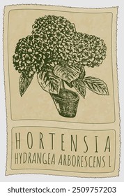 Vector drawing HORTENSIA. Hand drawn illustration. Latin name is HYDRANGEA ARBORESCENS L.
